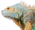 Iguana Iguana